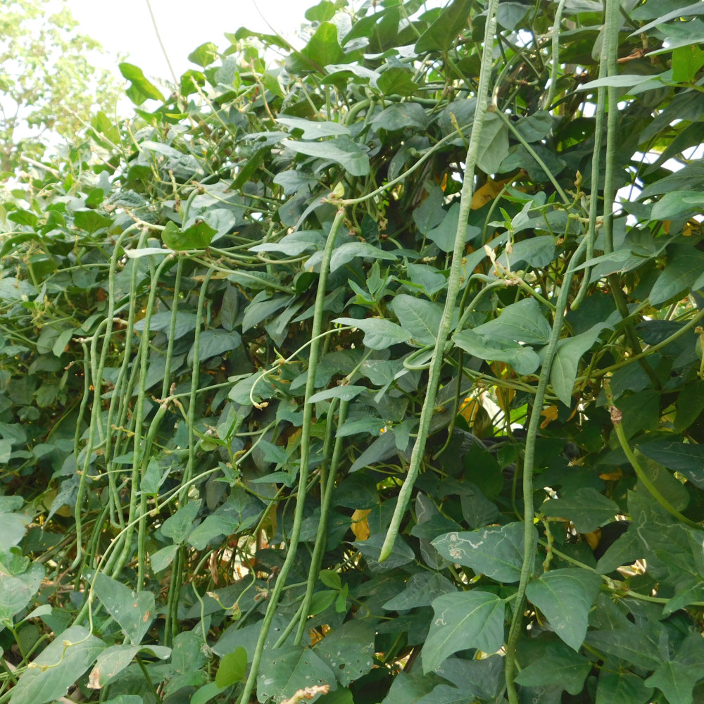 French Bean Yard Long